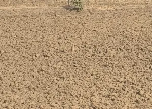  10 Acre Agricultural/Farm Land for Sale in Kothi, Satna