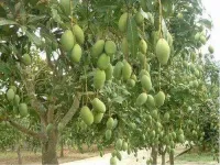  Agricultural Land for Sale in Ranipet, Chennai