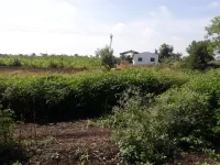  Agricultural Land for Sale in Miraj, Sangli