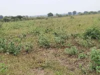  Agricultural Land for Sale in Veldurthi, Kurnool