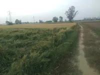  Agricultural Land for Sale in Nakodar, Jalandhar