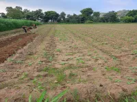 Agricultural Land for Sale in Pindwara, Sirohi