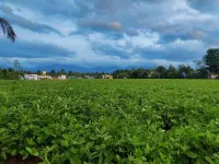  Agricultural Land for Sale in Pollachi, Coimbatore