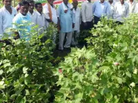  Agricultural Land for Sale in Arvi, Wardha