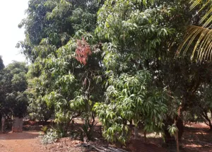  Residential Plot for Sale in Devgad, Sindhudurg