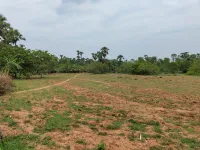  Agricultural Land for Sale in Rambilli, Visakhapatnam