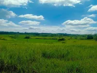  Agricultural Land for Sale in Hodal, Palwal