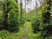  Agricultural Land for Sale in Valpoi, Goa