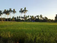 Agricultural Land for Sale in Lalgudi, Tiruchirappalli
