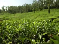  Agricultural Land for Sale in Dooars, Kalimpong, Kalimpong