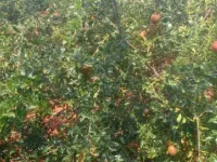 Agricultural Land for Sale in Nandyal, Kurnool