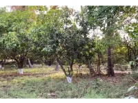 Agricultural Land for Sale in Sangareddy hyderabad, Sangareddy