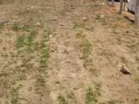  Residential Plot for Sale in Ayanur, Shimoga