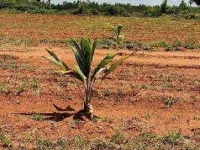  Agricultural Land for Sale in Trichy Highways, Tiruchirappalli
