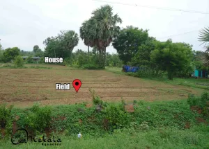  Agricultural Land for Sale in Pollachi, Coimbatore