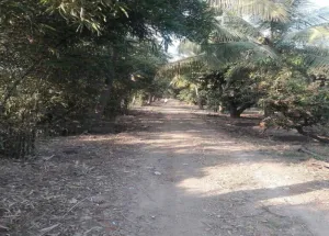  Agricultural Land for Sale in Dharampur, Valsad