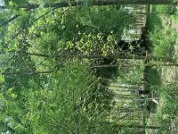  Agricultural Land for Sale in Tandur, Vikarabad