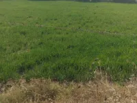  Agricultural Land for Sale in Tarapur, Anand