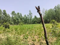  Agricultural Land for Sale in Chhutmalpur, Saharanpur