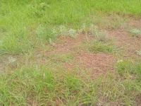 Residential Plot for Sale in Paschim, Medinipur