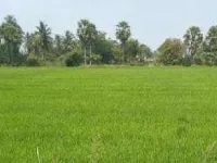  Agricultural Land for Sale in Tenali, Guntur