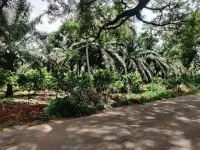  Agricultural Land for Sale in Kamavarapukota, West Godavari