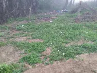 6 BHK Flat for Sale in Pedana, Krishna