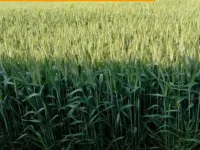  Agricultural Land for Sale in Kapurthala Road, Jalandhar