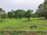  Agricultural Land for Sale in Kathipudi, East Godavari