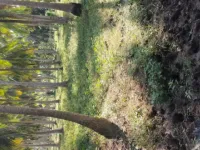  Agricultural Land for Sale in Amalapuram, East Godavari