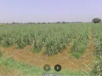 Agricultural Land for Sale in Rashidpur Garhi, Bijnor