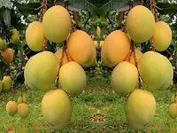 2 BHK Farm House for Sale in Sasan Gir, Junagadh