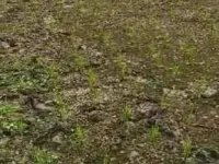  Agricultural Land for Sale in Kovvur, West Godavari