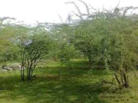  Agricultural Land for Sale in mavoor, Thiruvarur, Thiruvarur