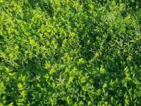  Agricultural Land for Sale in Jamsar, Bikaner