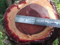  Agricultural Land for Sale in Manapparai, Tiruchirappalli