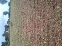  Agricultural Land for Sale in Bogadhi, Mysore