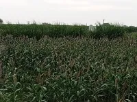 Agricultural Land for Sale in NH 8, Dharuhera