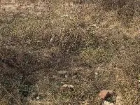  Residential Plot for Sale in Aerocity, Mohali