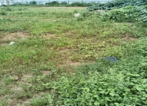 Residential Plot for Sale in Kandukuru, Hyderabad