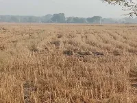  Agricultural Land for Sale in Karimnagar, Siddipet