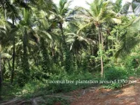 Agricultural Land for Sale in Margao, Goa