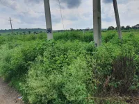 Agricultural Land for Sale in Anantagiri Hills, Vikarabad