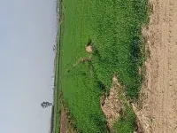 Agricultural Land for Sale in Doiwala, Dehradun