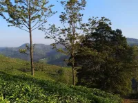  Agricultural Land for Sale in Coonoor, Nilgiris