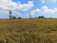  Agricultural Land for Sale in Velankanni, Nagapattinam