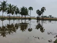  Agricultural Land for Sale in Pedana, Krishna