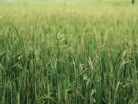  Agricultural Land for Sale in Bhiwani Jonpal, 