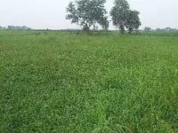  Agricultural Land for Sale in Narasaraopet, Guntur