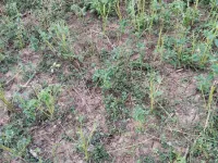  Agricultural Land for Sale in Tindivanam, Villupuram